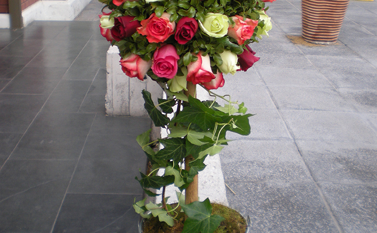 Arbol Bola 4