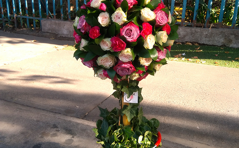 Arbol Bola 5