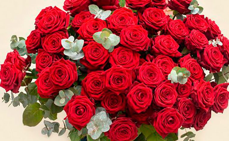 Rosas Rojas Ecuatorianas 7
