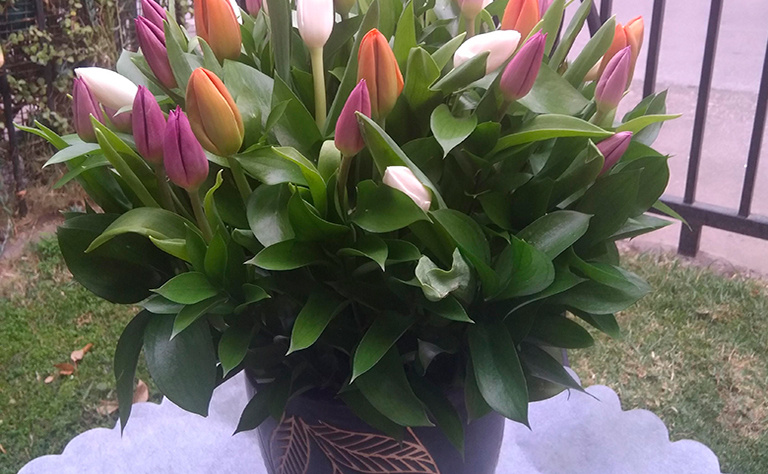 Tulipanes 10