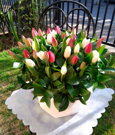 Tulipanes 11