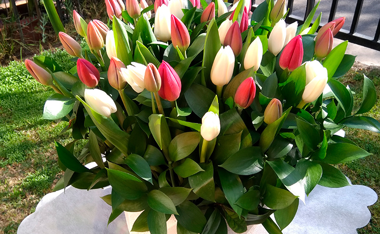 Tulipanes 11