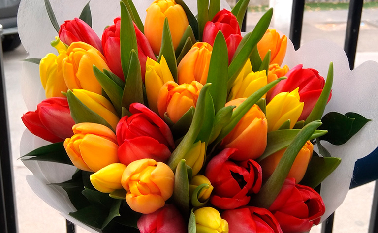 Tulipanes 12