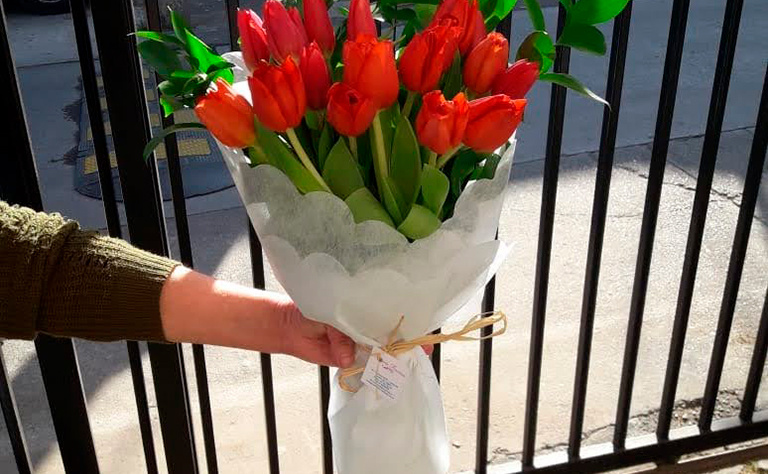 Tulipanes 13