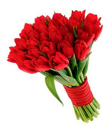 Tulipanes 14