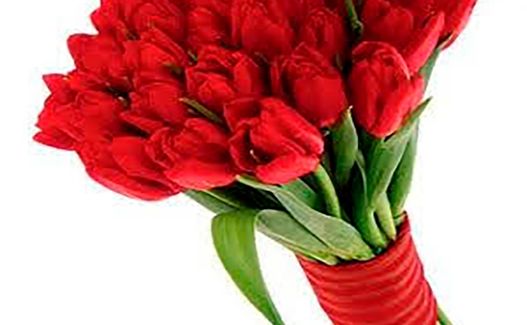 Tulipanes 14
