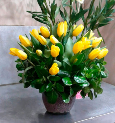 Tulipanes 3