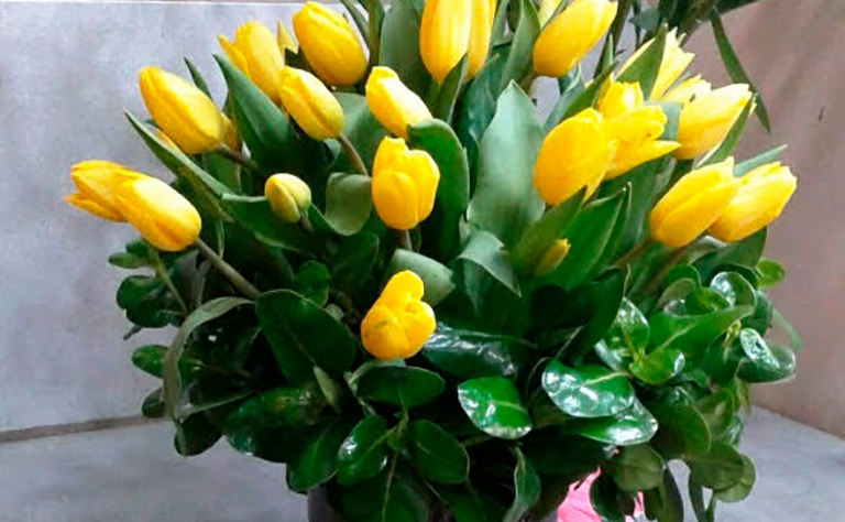 Tulipanes 3