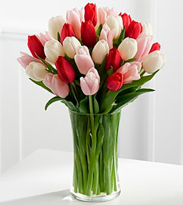 Tulipanes 4