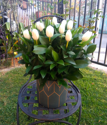 Tulipanes 8