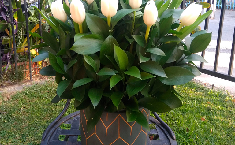 Tulipanes 8