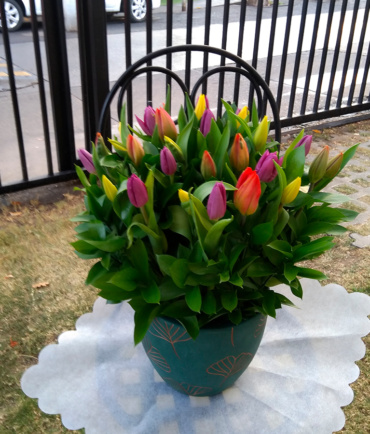 Tulipanes 9