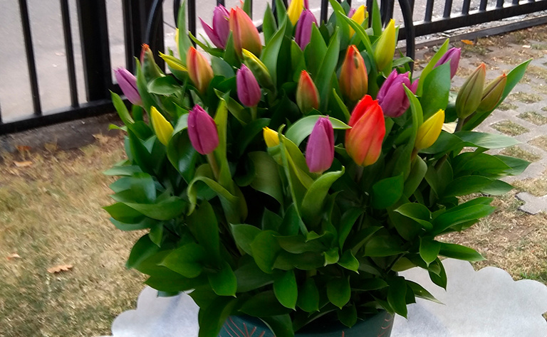 Tulipanes 9